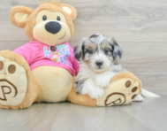 6 week old Aussiechon Puppy For Sale - Windy City Pups