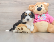 7 week old Aussiechon Puppy For Sale - Windy City Pups