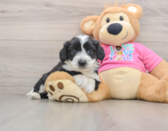 8 week old Aussiechon Puppy For Sale - Windy City Pups