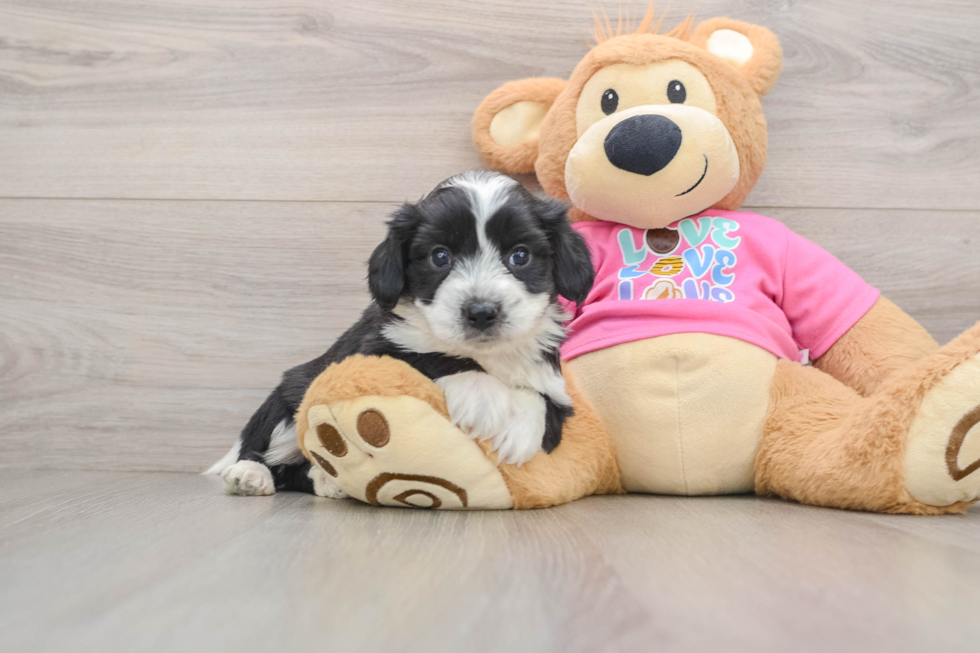 Aussiechon Pup Being Cute