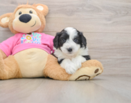 8 week old Aussiechon Puppy For Sale - Windy City Pups