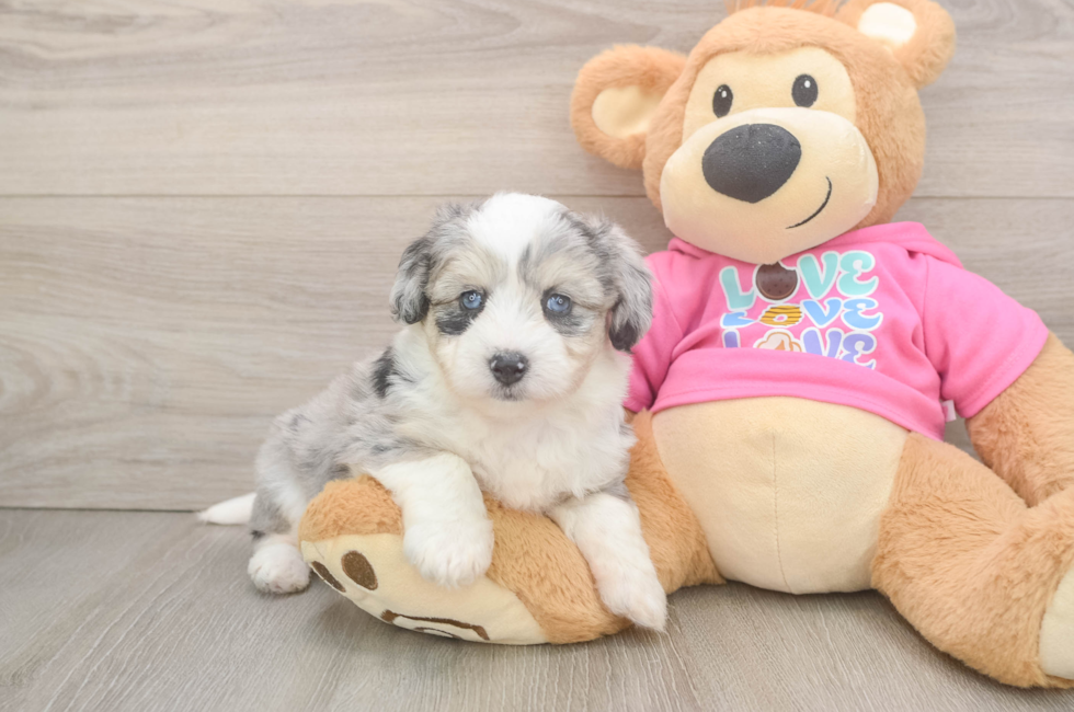 5 week old Aussiechon Puppy For Sale - Windy City Pups
