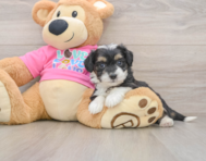 8 week old Aussiechon Puppy For Sale - Windy City Pups