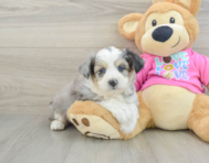 6 week old Aussiechon Puppy For Sale - Windy City Pups