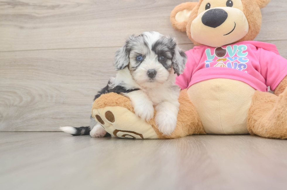 5 week old Aussiechon Puppy For Sale - Windy City Pups