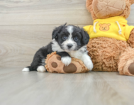 8 week old Aussiechon Puppy For Sale - Windy City Pups