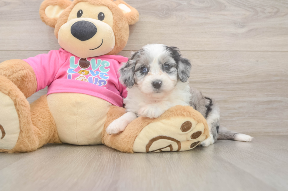 5 week old Aussiechon Puppy For Sale - Windy City Pups