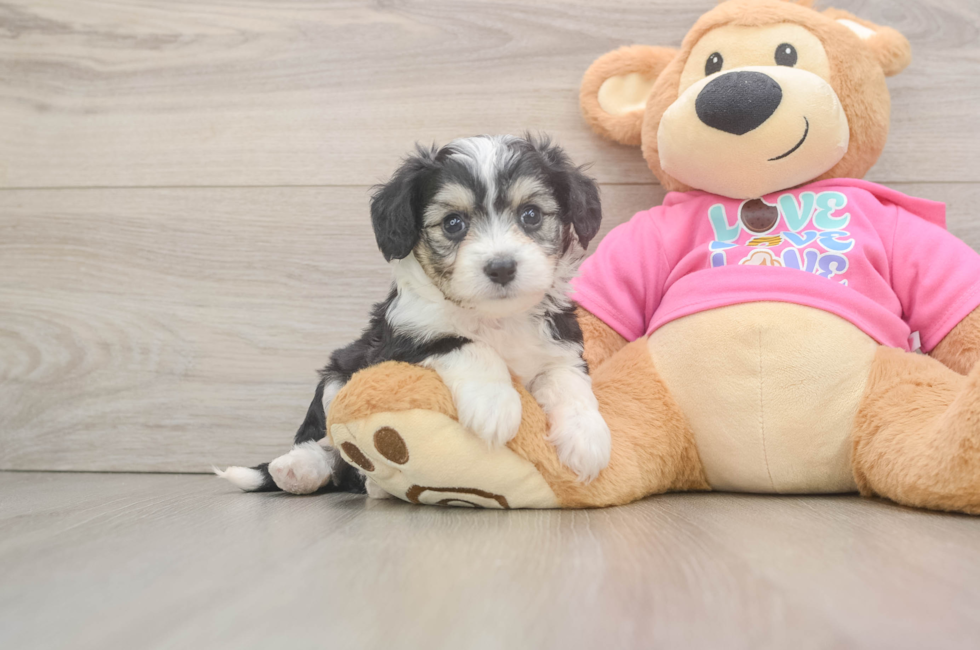 5 week old Aussiechon Puppy For Sale - Windy City Pups