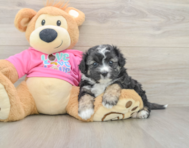 7 week old Aussiechon Puppy For Sale - Windy City Pups