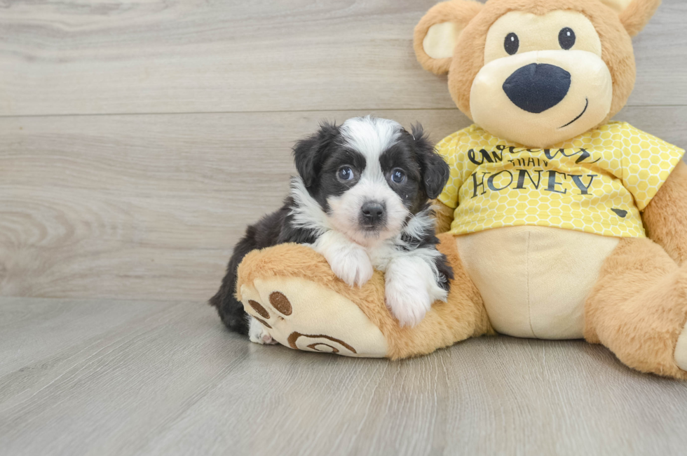 5 week old Aussiechon Puppy For Sale - Windy City Pups