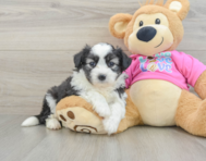 5 week old Aussiechon Puppy For Sale - Windy City Pups