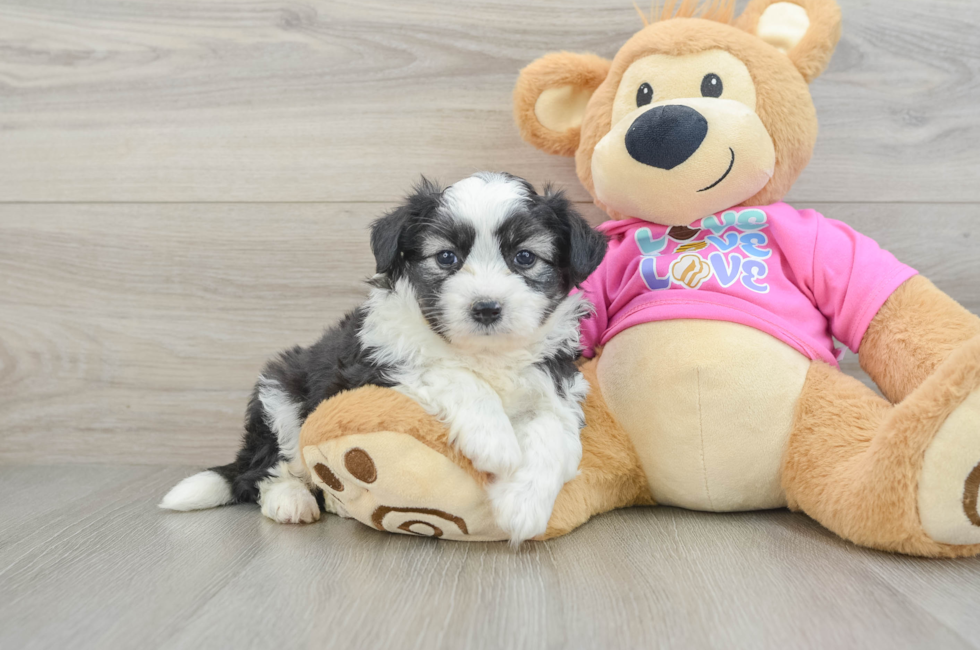 5 week old Aussiechon Puppy For Sale - Windy City Pups