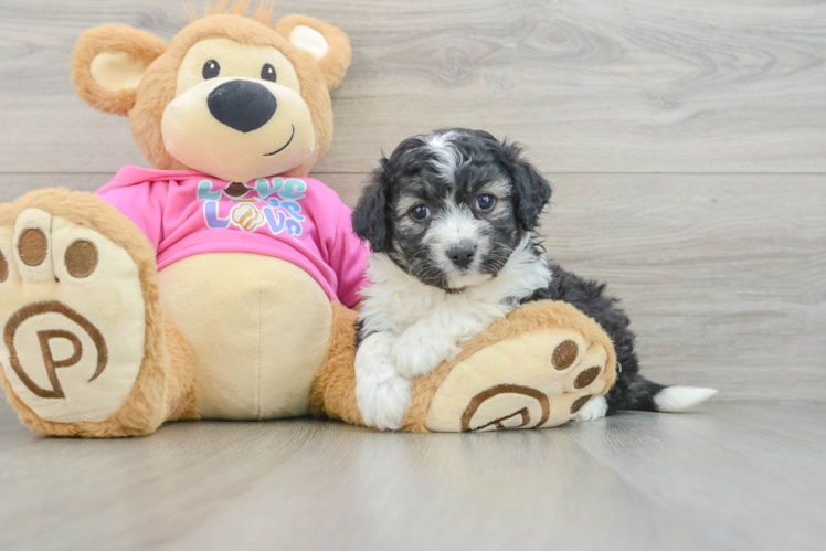 Sweet Aussiechon Baby