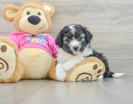 5 week old Aussiechon Puppy For Sale - Windy City Pups