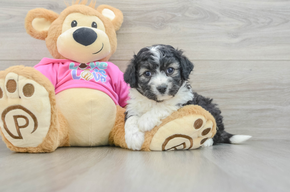 5 week old Aussiechon Puppy For Sale - Windy City Pups
