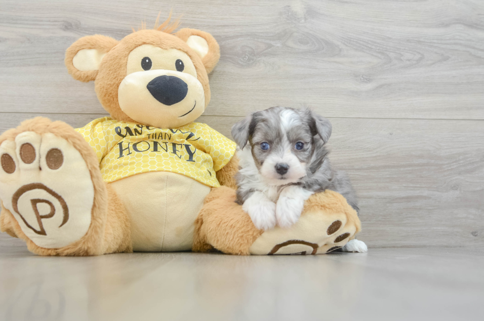 5 week old Aussiechon Puppy For Sale - Windy City Pups