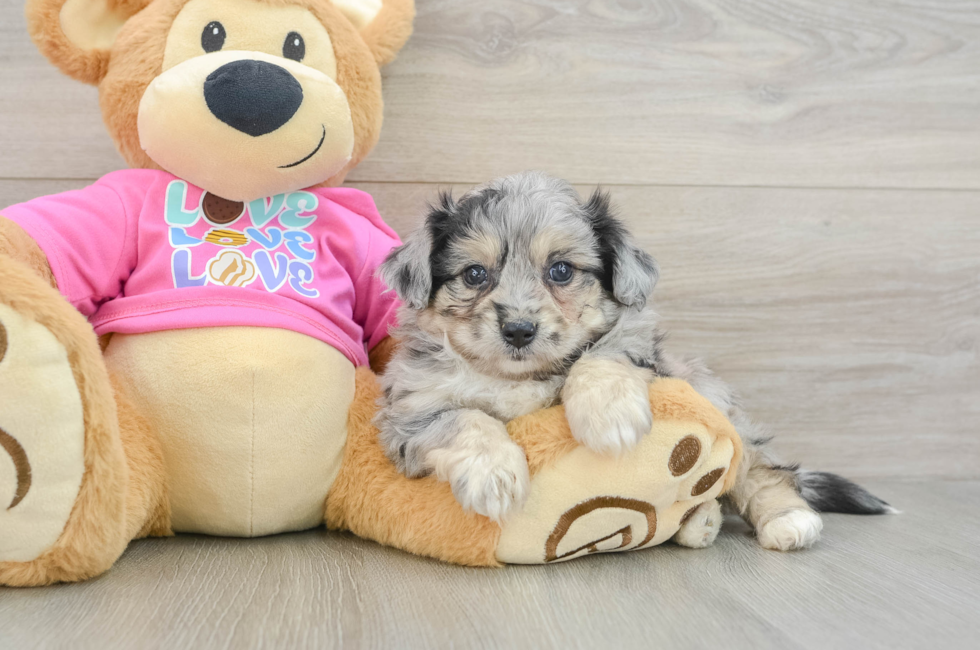 5 week old Aussiechon Puppy For Sale - Windy City Pups