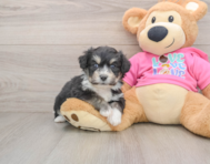 7 week old Aussiechon Puppy For Sale - Windy City Pups