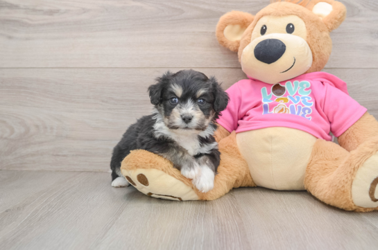 Hypoallergenic Aussie Bichon Designer Puppy