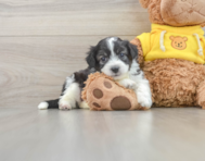 7 week old Aussiechon Puppy For Sale - Windy City Pups