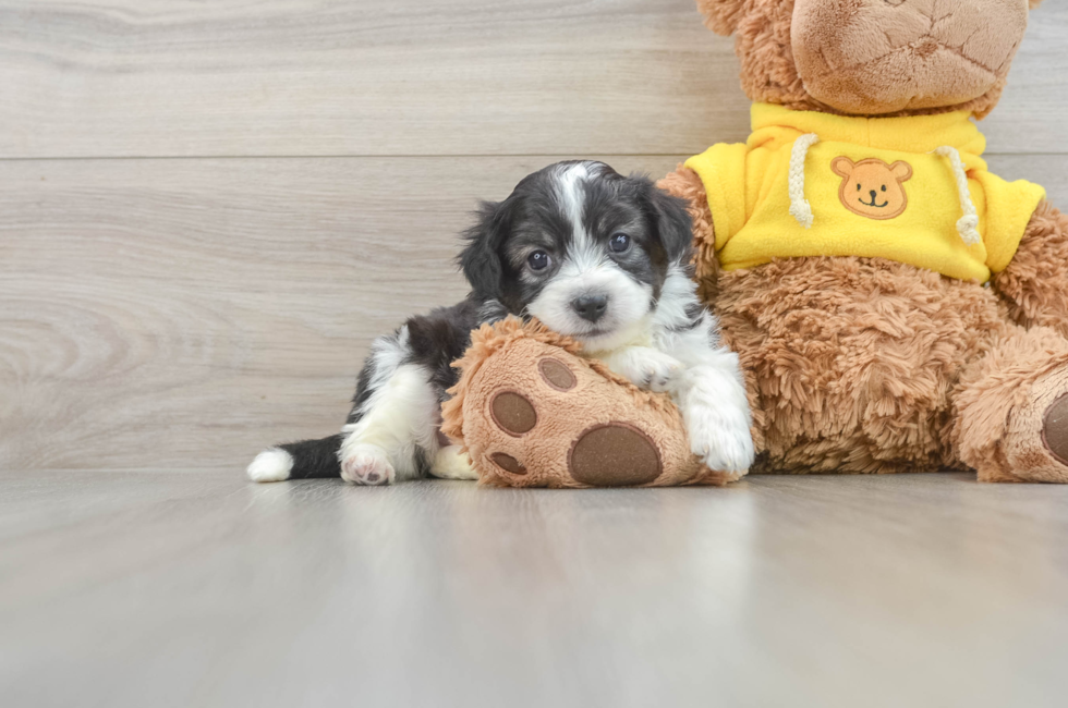 7 week old Aussiechon Puppy For Sale - Windy City Pups