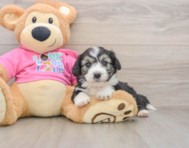 7 week old Aussiechon Puppy For Sale - Windy City Pups