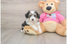 Energetic Aussie Bichon Designer Puppy