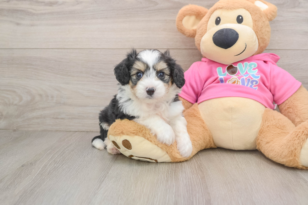 Energetic Aussie Bichon Designer Puppy