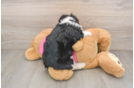 Adorable Aussie Bichon Designer Puppy