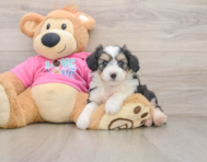 5 week old Aussiechon Puppy For Sale - Windy City Pups