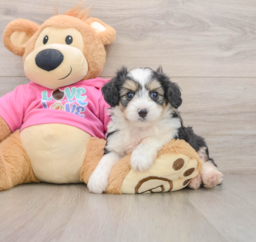 6 week old Aussiechon Puppy For Sale - Windy City Pups