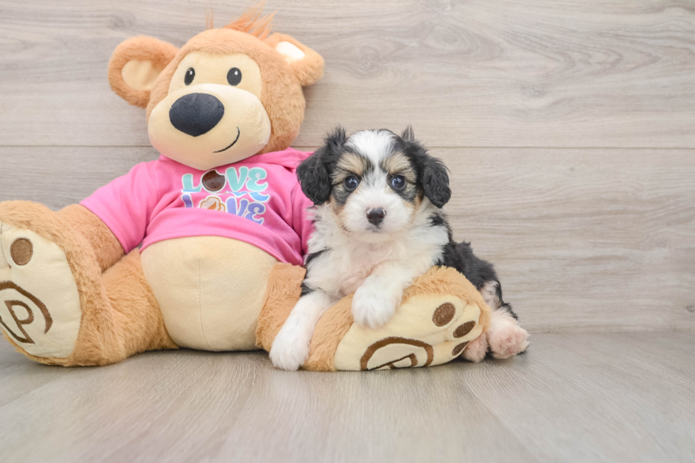Aussiechon Puppy for Adoption