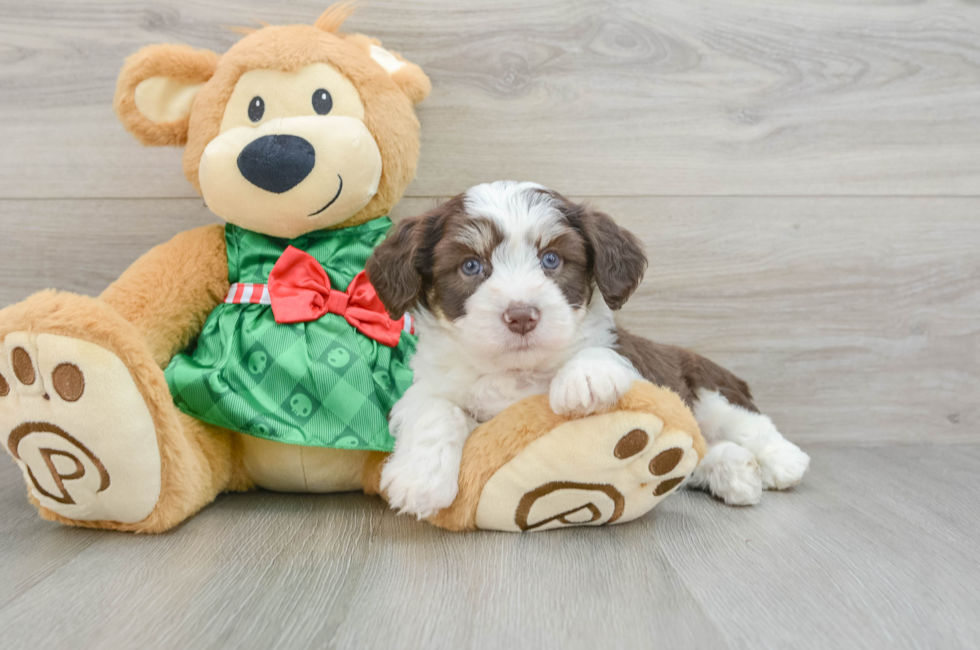 6 week old Aussiechon Puppy For Sale - Windy City Pups