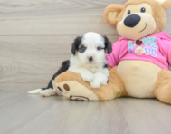 6 week old Aussiechon Puppy For Sale - Windy City Pups