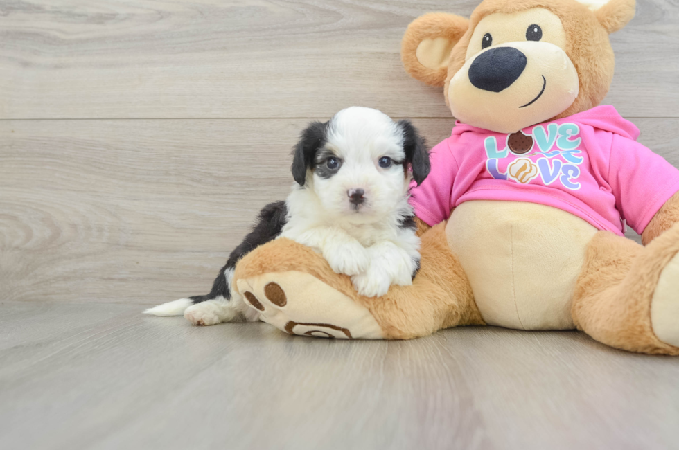6 week old Aussiechon Puppy For Sale - Windy City Pups