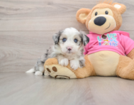 8 week old Aussiechon Puppy For Sale - Windy City Pups