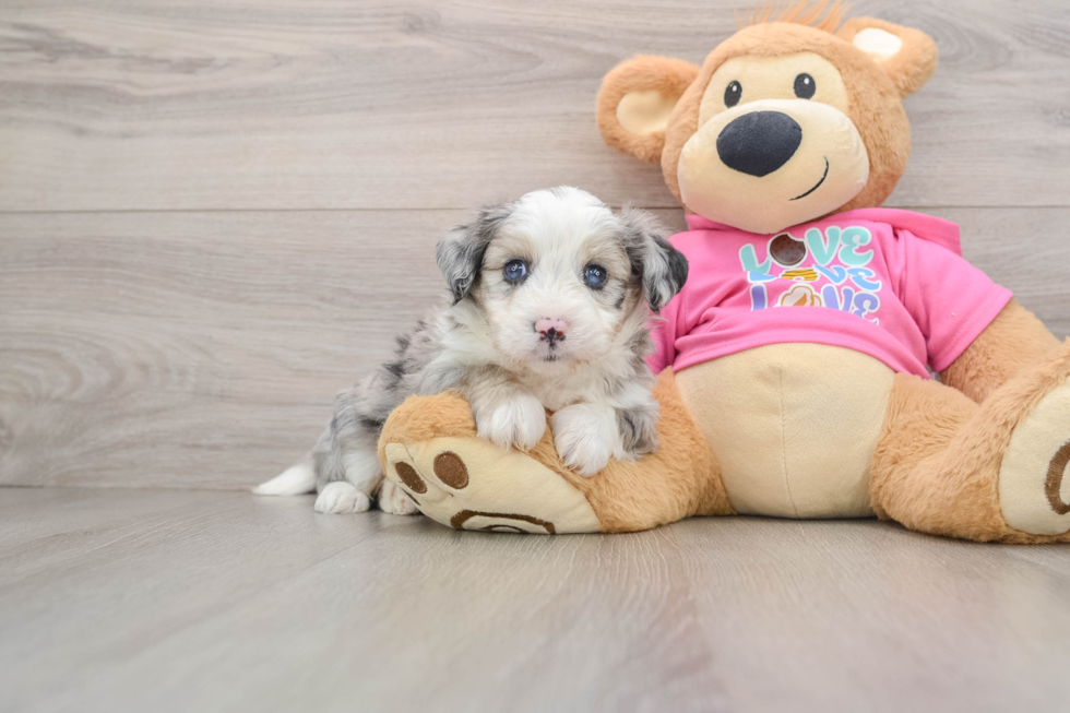 Best Aussiechon Baby