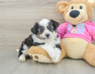 8 week old Aussiechon Puppy For Sale - Windy City Pups