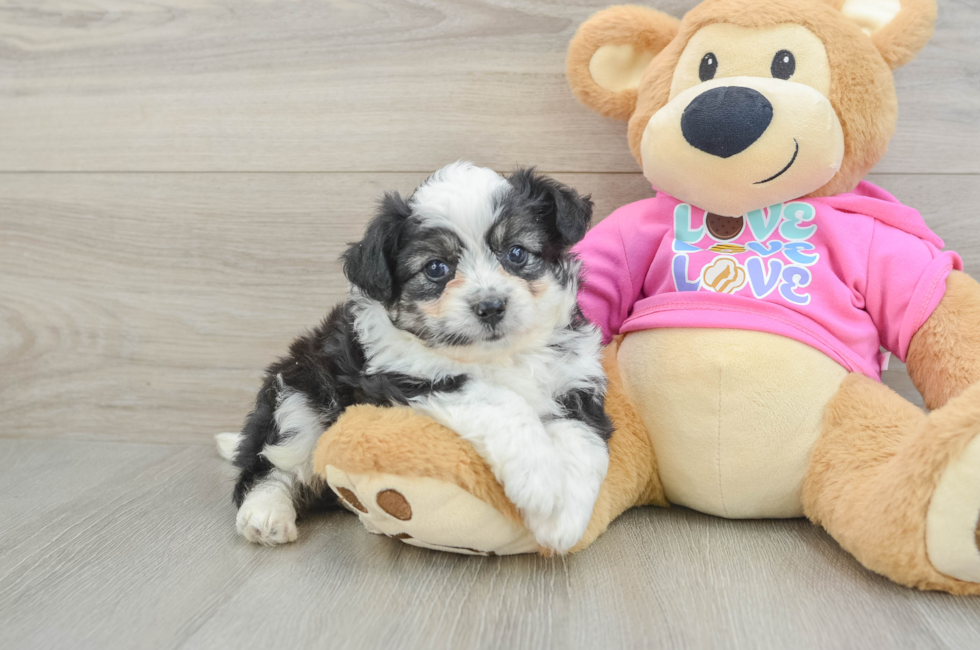 5 week old Aussiechon Puppy For Sale - Windy City Pups