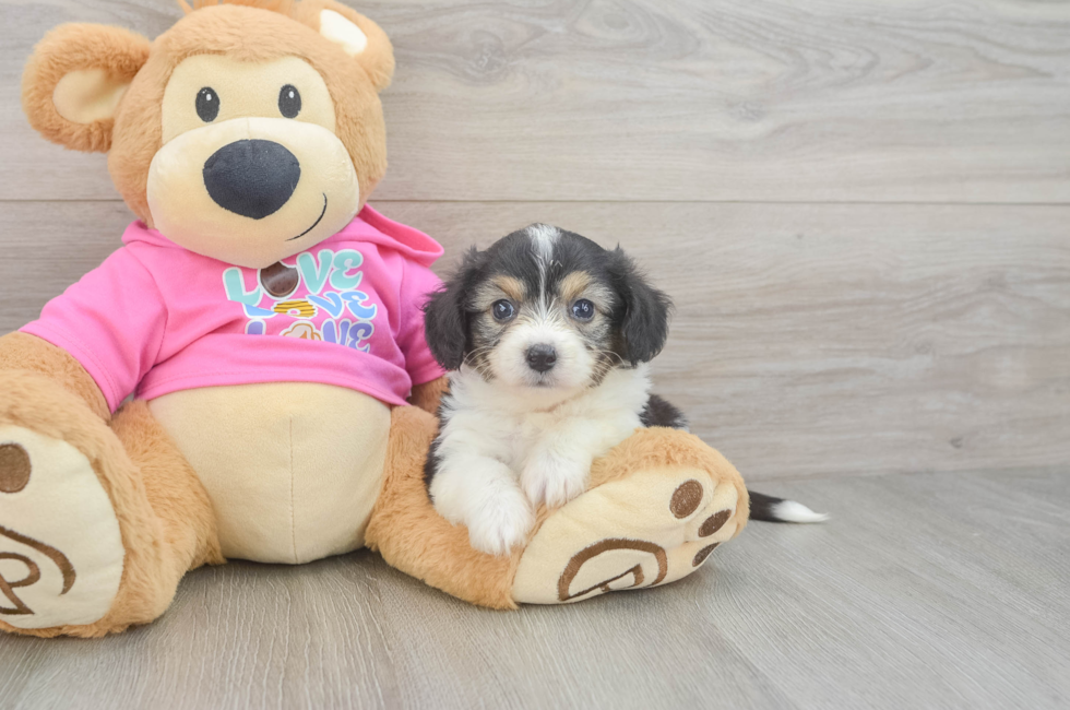 5 week old Aussiechon Puppy For Sale - Windy City Pups