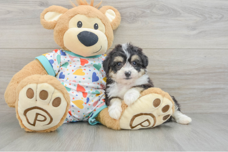 Aussiechon Puppy for Adoption