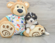 7 week old Aussiechon Puppy For Sale - Windy City Pups