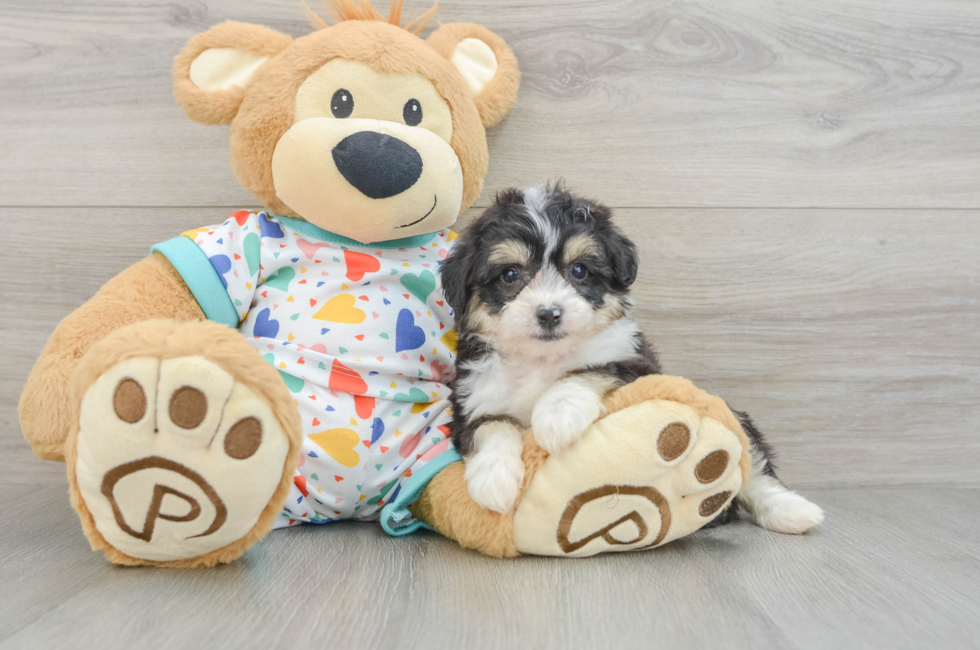 6 week old Aussiechon Puppy For Sale - Windy City Pups