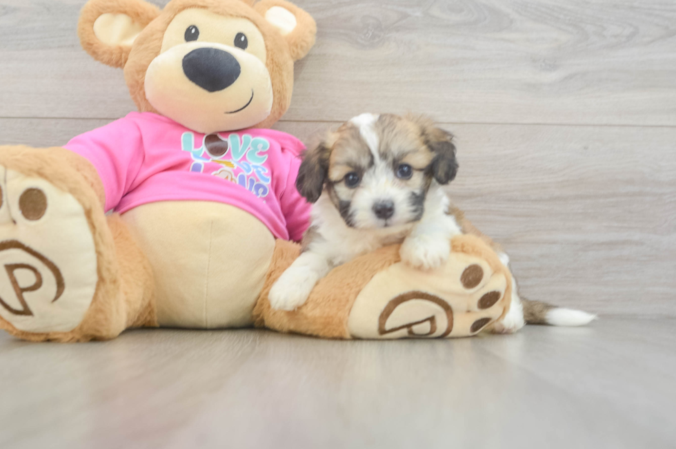 5 week old Aussiechon Puppy For Sale - Windy City Pups