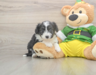 5 week old Aussiechon Puppy For Sale - Windy City Pups