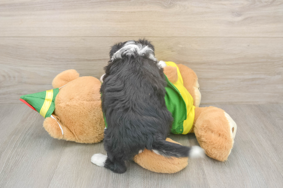 Best Aussiechon Baby