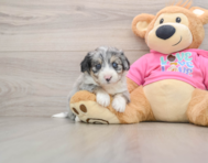 8 week old Aussiechon Puppy For Sale - Windy City Pups
