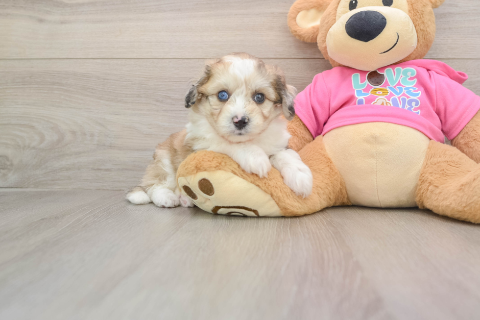 Petite Aussiechon Designer Pup