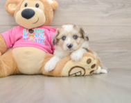 8 week old Aussiechon Puppy For Sale - Windy City Pups