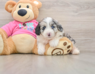 5 week old Aussiechon Puppy For Sale - Windy City Pups